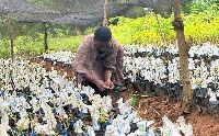 Amishaw Alidu, grafting shea nursery
