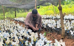 Amishaw Alidu, grafting shea nursery