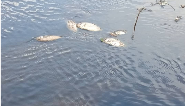 Dead fishes on the surface of the river
