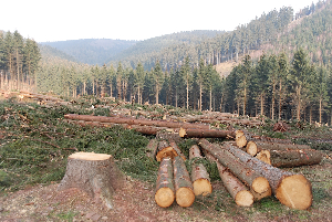 There has been widespread deforestation across many forests in Ghana | File Photo