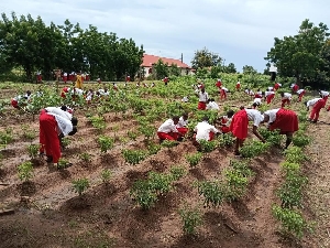 Students at the Northern College of Science and Technology actively engaged in farm work