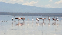Flamingos in Lake Nakuru National Park