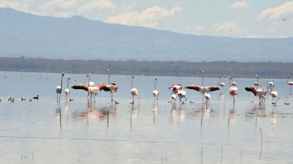 Flamingos in Lake Nakuru National Park