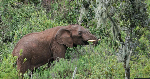 Elephants use medicinal plants to treat themselves, researchers find