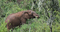 The researchers say the forests are 'natural pharmacies' for the elephants