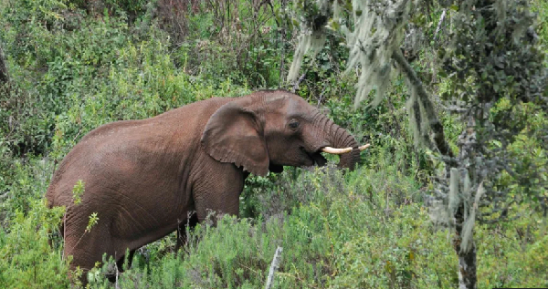 The researchers say the forests are 'natural pharmacies' for the elephants