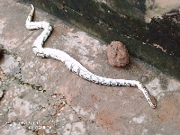 A little girl is reported to have found the reptile after a heavy rainstorm