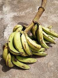 A bunch of plantain