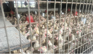 Nkonko Nkiti Nkti .png