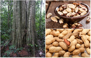 Here are some of the very rare plants located at the Bunso Eco Park in Ghana.