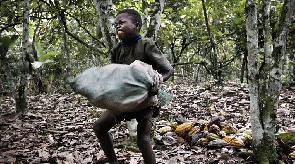 File Photo: Child labour on a cocoa farm