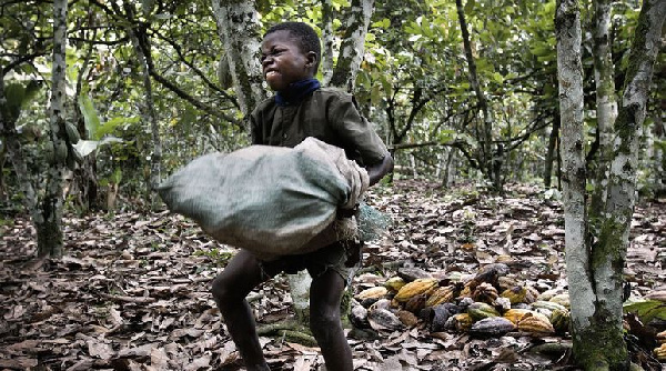 File Photo: Child labour on a cocoa farm