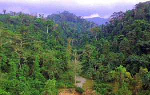A view of the Atewa Forest Reserve in Ghana
