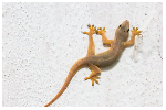 Here are 5 natural ways to keep wall geckos from your house