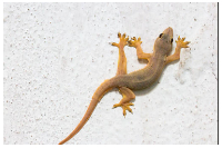 File photo of a wall gecko