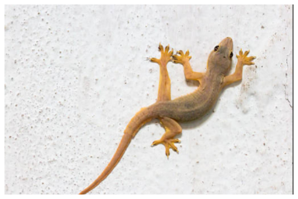 File photo of a wall gecko