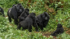 Gorillas are a big draw for tourists in Uganda (BBC)