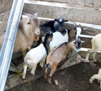 The five goats were being transported in a taxi cab with three occupants who have since bolted
