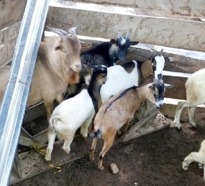 The five goats were being transported in a taxi cab with three occupants who have since bolted
