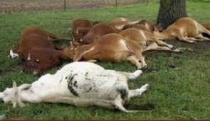 Anthrax Cattle Dead