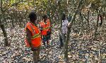 Fire destroys acres of cocoa, cashew farms at Asueyi