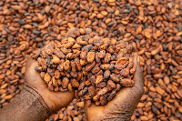 Cocoa beans