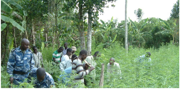 Police destroy an illegal marijuana garden in Zirobwe Sub-county