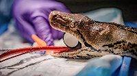 The reptile is believed to be the first snake in the world to receive this kind of treatment