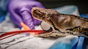The reptile is believed to be the first snake in the world to receive this kind of treatment