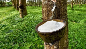 Rubber processors calls for proper regulation in the sector