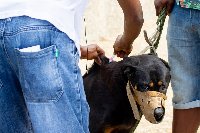 File photo of a dog being injected