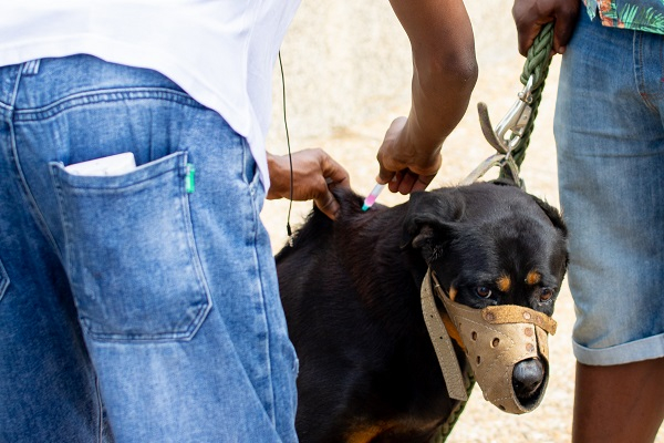 File photo of a dog being injected