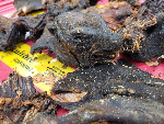‘It is prohibited to bring bush meat into the United States’ - US authorities cautions