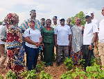 Government moves to revive cotton production for Ghana’s textile industry Government moves to revive cotton production for Ghana’s textile industry