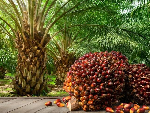 President Mahama unveils $500m plan to expand oil palm industry President Mahama unveils $500m plan to expand oil palm industry