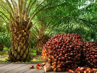 A pile of ripe palm oil fruits sits in front of tall, green oil palm trees