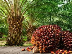 A pile of ripe palm oil fruits sits in front of tall, green oil palm trees