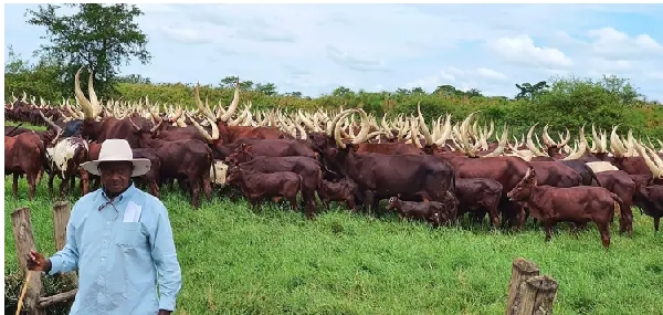 Police in central Uganda have arrested at least 10 suspects linked to continuous theft of cattle