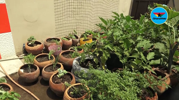 Pot gardening, the new money making venture