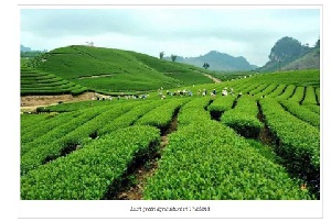 Huge agricultural lands lie idle in Ghana