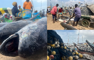 Ghana is a fish-eating nation