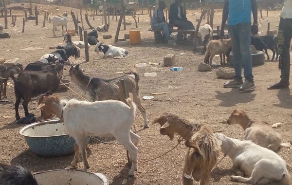 Prices of animals in Bolgatanga Central  ranged from to GH