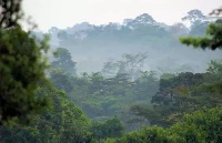 Governments and forest actors will meet in Ghana to address commodity-driven deforestation