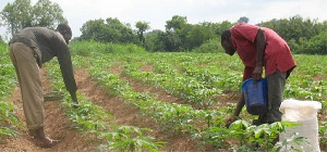Farmers applying fertilizer to their land