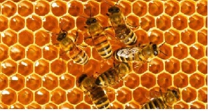 Ghana could become a leading producer of honey in the first year with an investment of GH