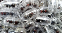 The man was found with a large consignment of live ants in his luggage bound for China in March