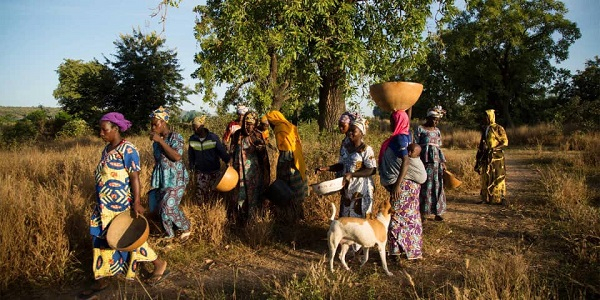 Shea nut collection provides women collectors opportunity for upward economic mobility