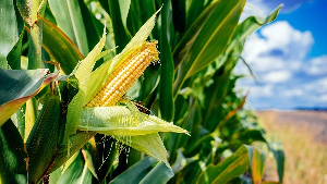 File photo of maize