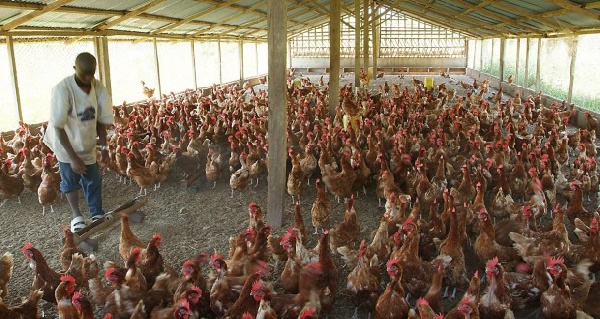 A file photo of a poultry farm