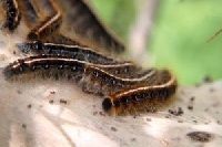 MOFA says the fall army worm were first discovered in the US in 1779